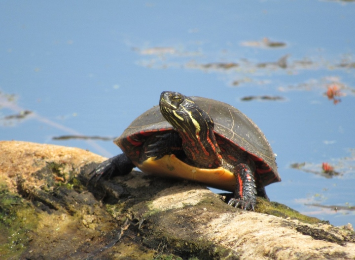 Midland Painted Turtle